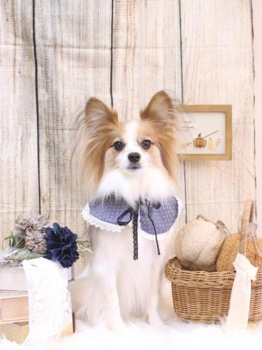 20241004ボタンちゃん